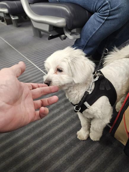 Und Lessy hat alles brav mitgemacht.