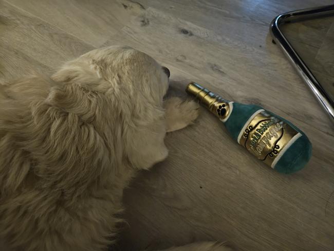 Wie der Herr, so 's Gscherr 🤔🙈😂