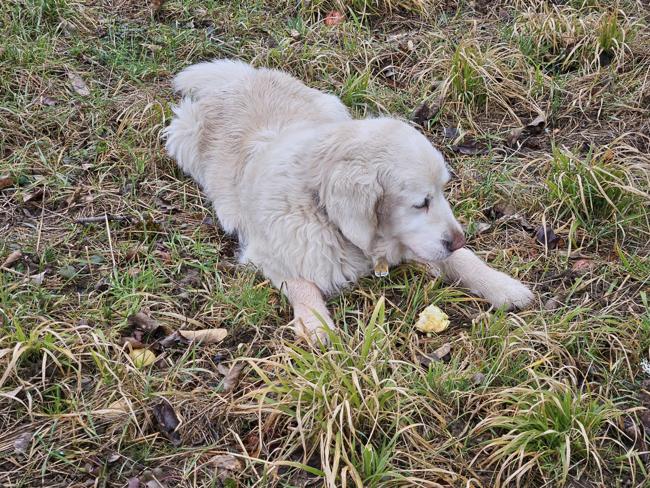Rückweg vom Naturfreundehaus - und Luna findet wie