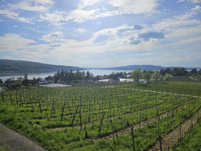 Spaziergang zum höchsten Berg auf der Reichenau