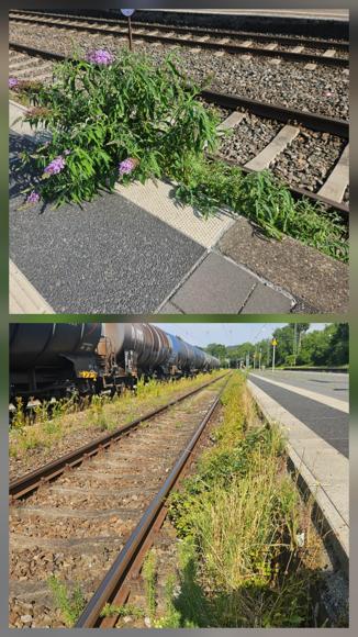Die Bahn hat wohl auch keinen effektiven Pflanzens