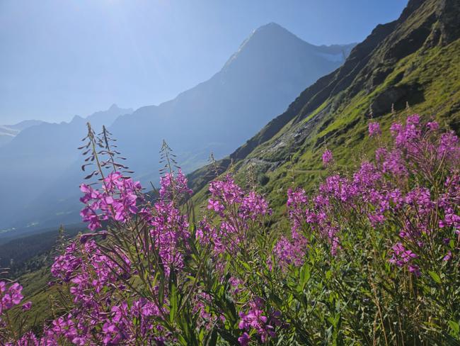 Fußweg zur kleinen Scheidegg