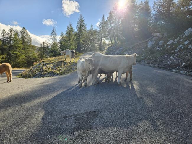 Auf dem Col des Champs kommt mir zwar während der 