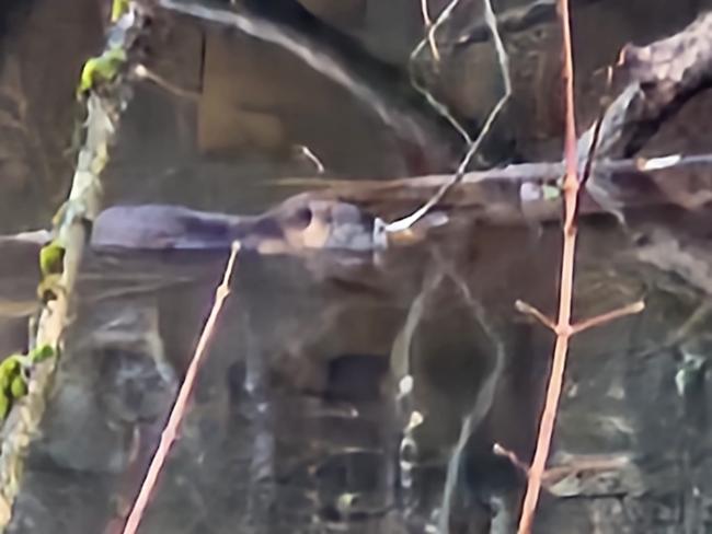 Zufallsfund in der Pfinz
