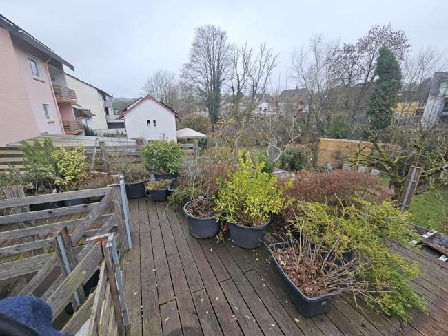 Hmmm - die schönen Pflanzen müssen wir irgendwo zw