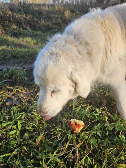 Luna und ihre Äpfel. Kurz vor Weihnachten auf dem 