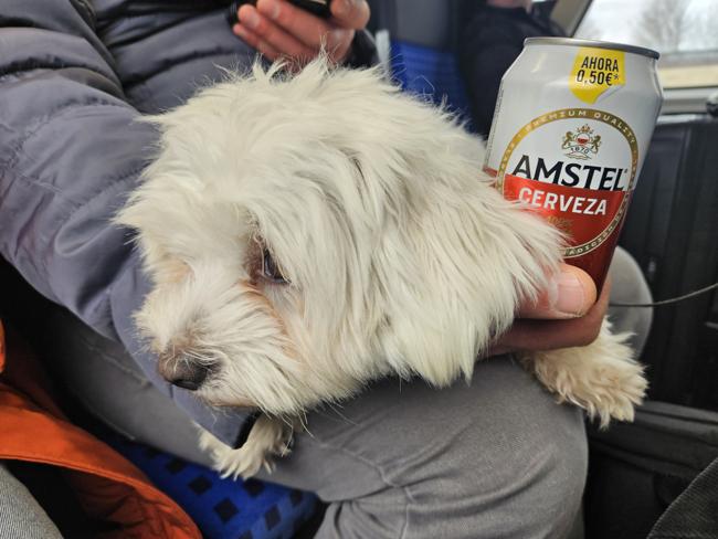 Lessy darf auch wieder mit