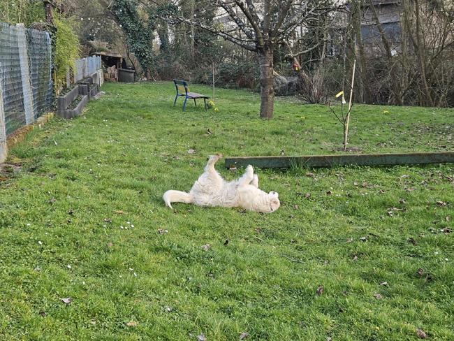 Totgesagte leben länger... Laut Tierärztin hat Lun