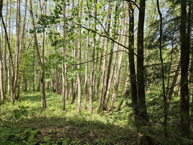 Es geht durch wunderschöne Wälder...