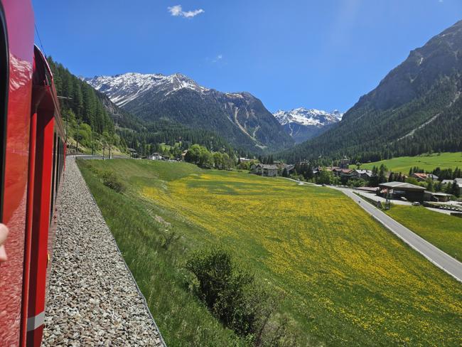 Löwenzahnblüte rund um Bergün