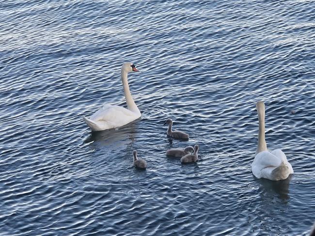 Schwanenfamilie schaut vorbei