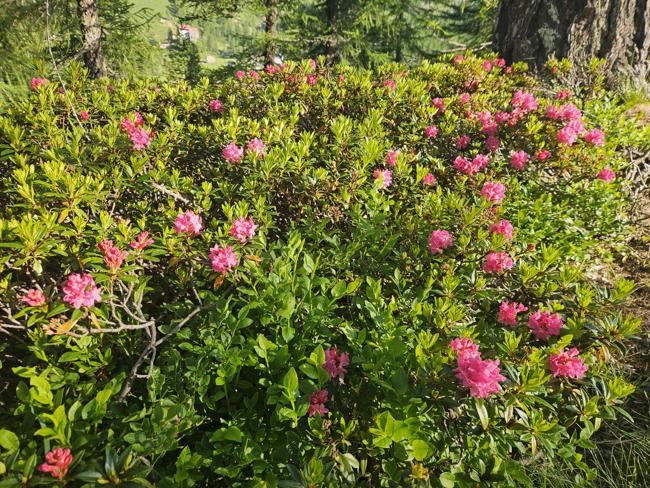 Die Alpenrosen blühen