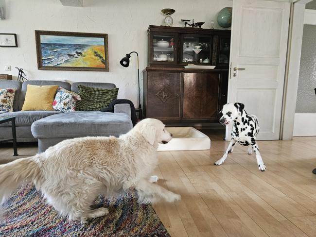 Hundebetreuung: Luna's Freund (U)Samu ist da.