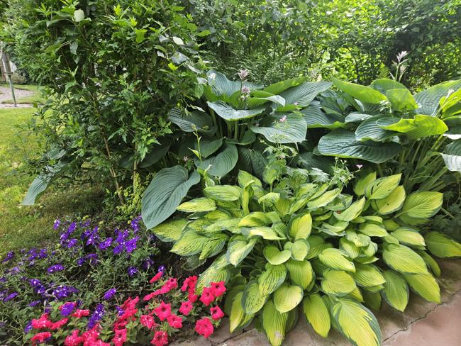 Impressionen aus dem Garten
