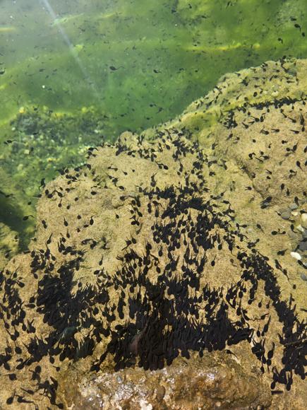 Es gibt rund um den See ein Barfußpfad - mit ganz 