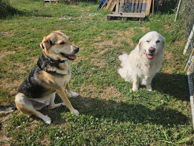 Mal wieder auf dem Hundeplatz. Luna ist glücklich