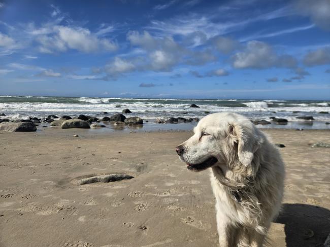 Weiter ging es dann nach Hirtshals. Die Zeit bis z