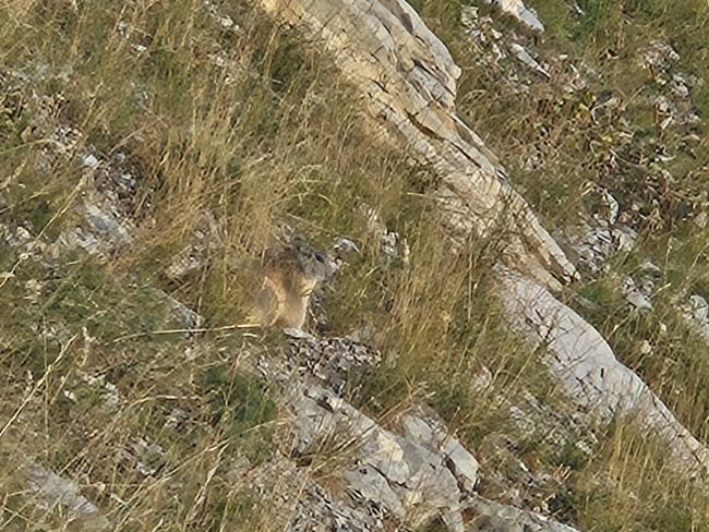 Murmeltiere habe ich sehr viele gesehen, oft auch 
