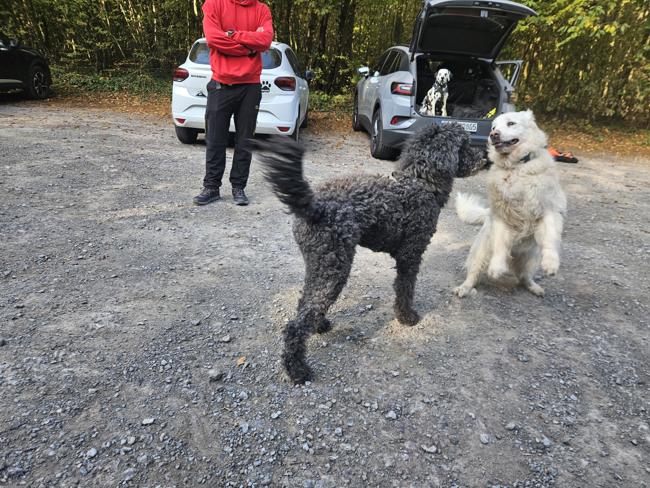 Wir waren mal wieder beim Trailen. Luna hat nichts